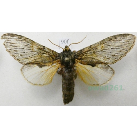 Peridea anceps (Goeze, 1781) male Garbatka zaczepka Czech90f